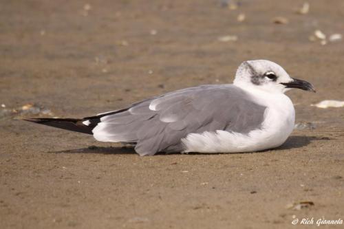 Laughing Gull