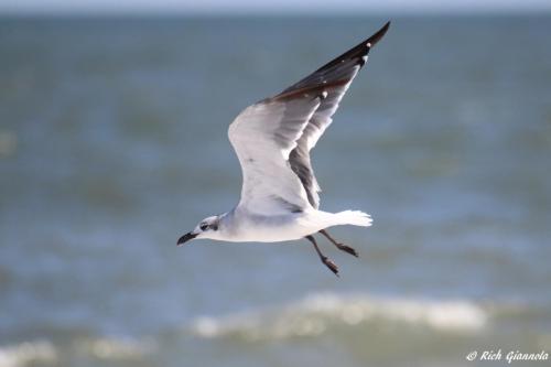 Laughing Gull