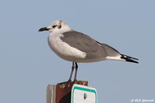 Laughing Gull