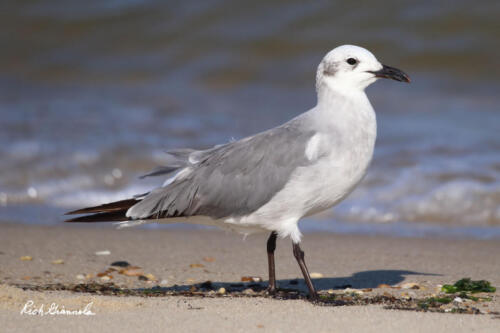 Laughing Gull