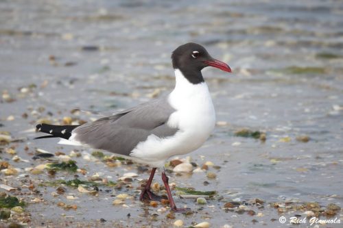 Laughing Gull