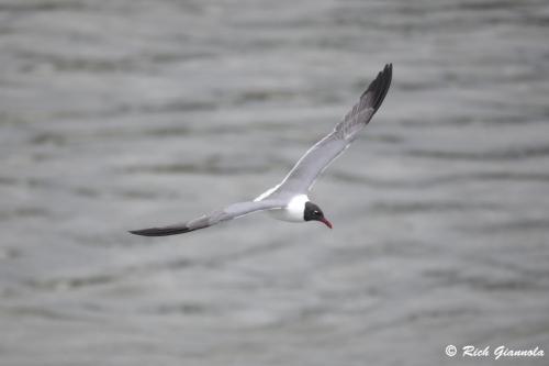 Laughing Gull