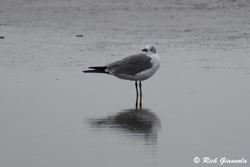 Laughing Gull