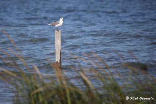 Laughing Gull