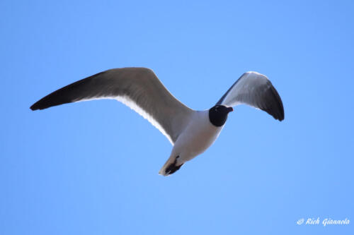 A gliding Laughing Gull