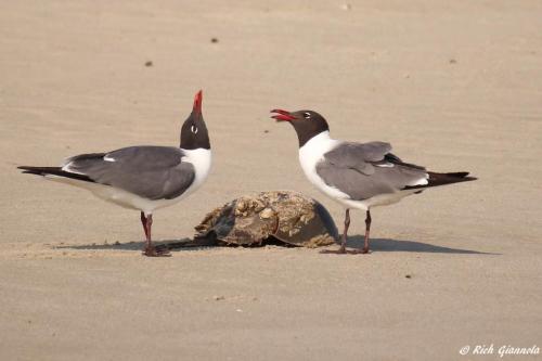 Laughing Gulls