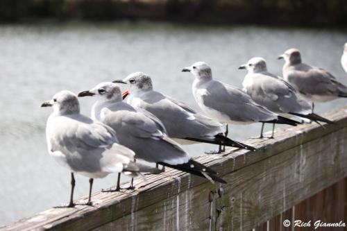 Laughing Gulls