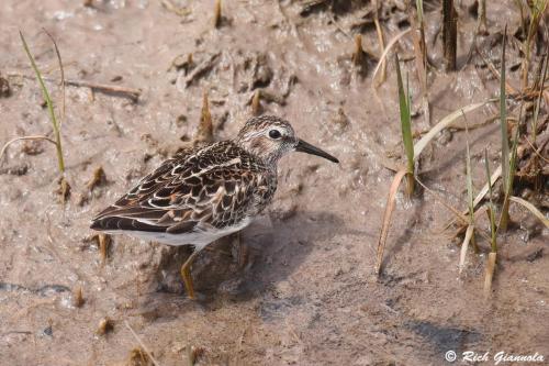 Least Sandpiper