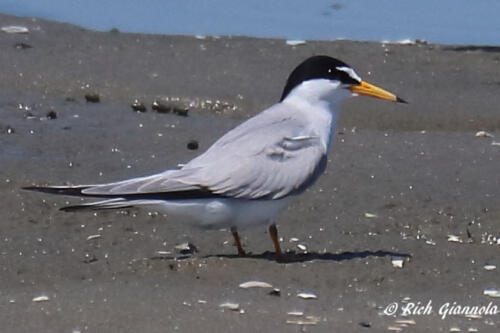 A Least Tern resting up