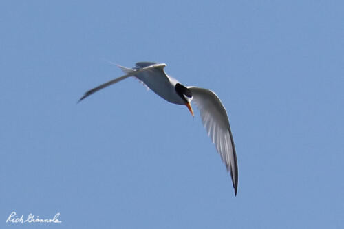 Least Tern looking for a meal