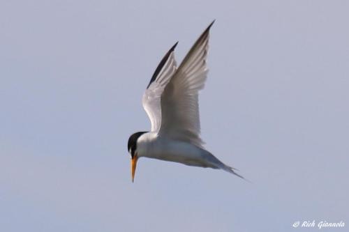 Least Tern