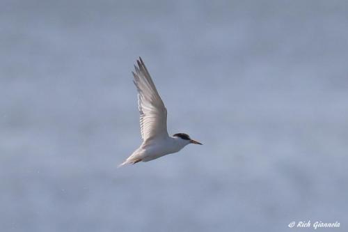 Least Tern