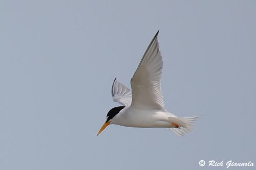 Least Tern