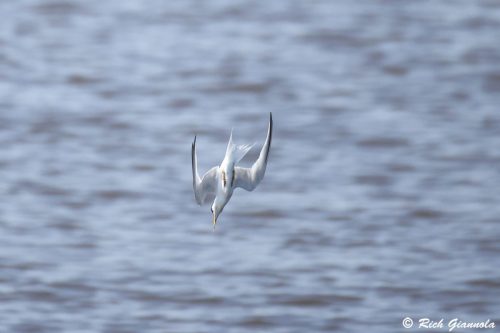 Least Tern