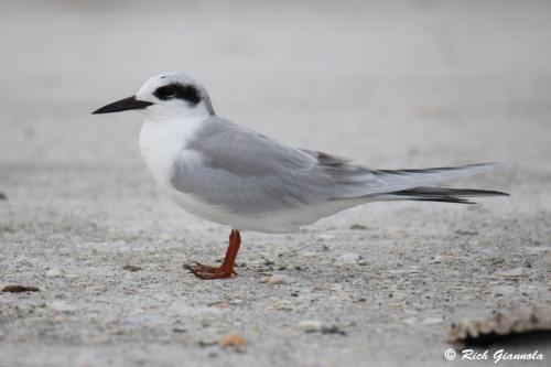 Least Tern