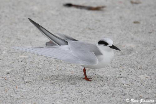 Least Tern