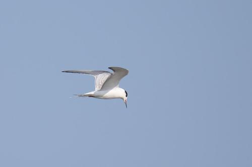 Least Tern