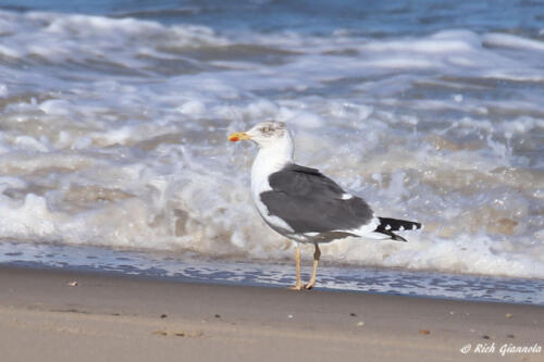 Lesser Black-Backed Gull