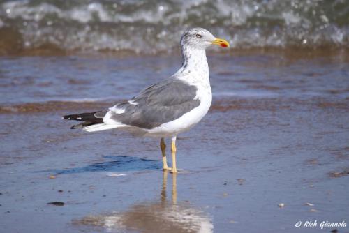 Lesser Black-Backed Gull