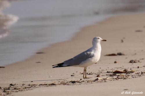 Lesser Black-Backed Gull