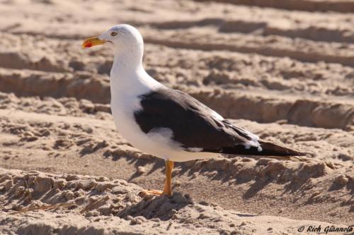 Lesser Black-Backed Gull