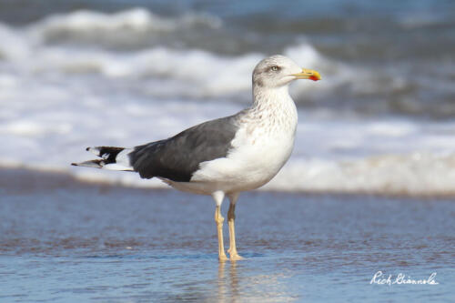 Lesser Black-Backed Gull standing in front of waves at the beach