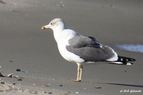 Lesser Black-Backed Gull on the beach