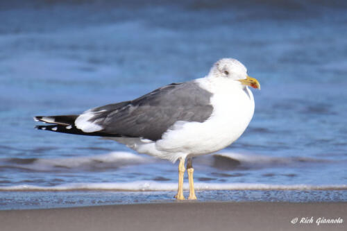 Lesser Black-Backed Gull on the beach