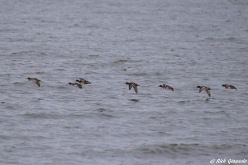 Lesser Scaup