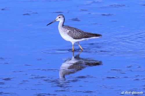 Lesser Yellowlegs