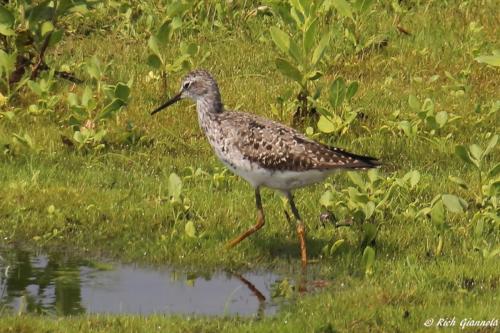 Lesser Yellowlegs