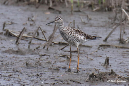 A Lesser Yellowlegs looking more like a muddylegs