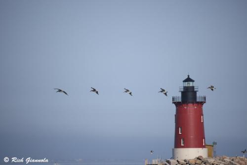 Lighthouse  Pelicans