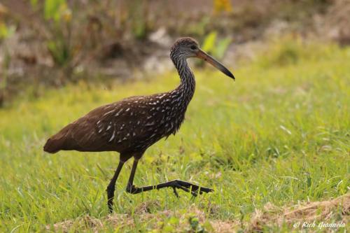 Limpkin