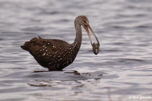 Limpkin