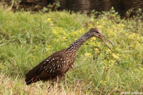 Limpkin