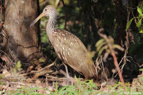 Limpkin