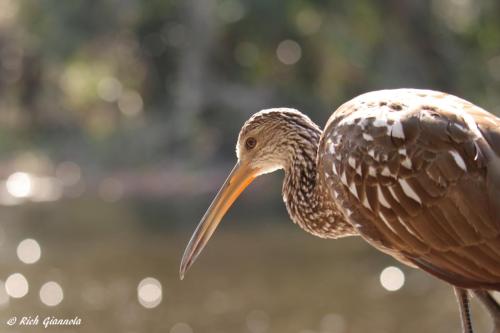 Limpkin