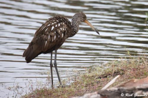 Limpkin