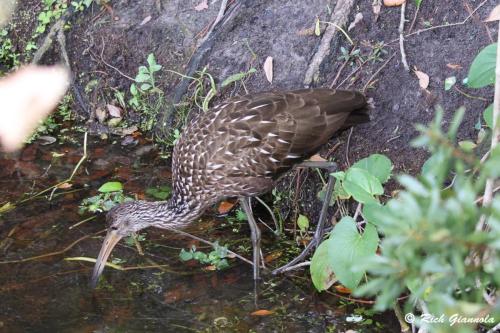 Limpkin