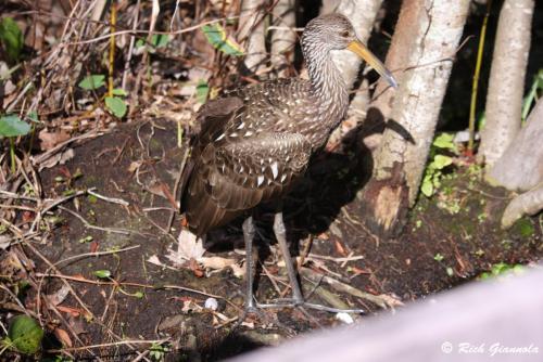 Limpkin