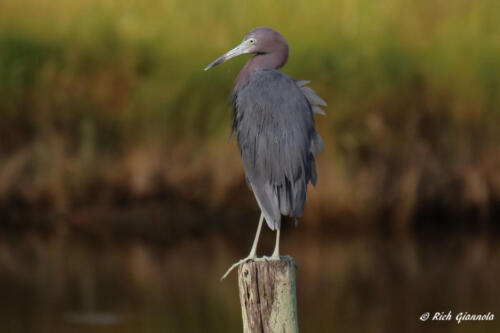 Little Blue Heron on a post