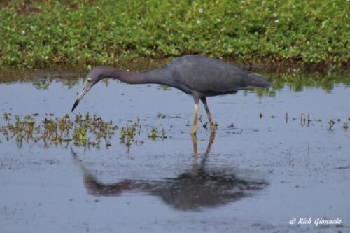 Little Blue Heron looking for a fish