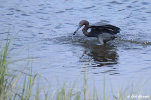 Little Blue Heron