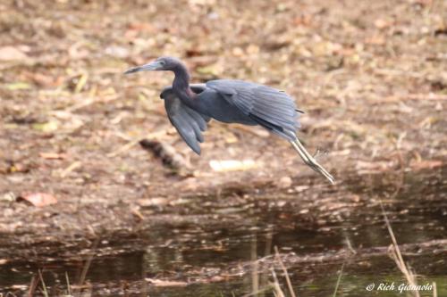 Little Blue Heron