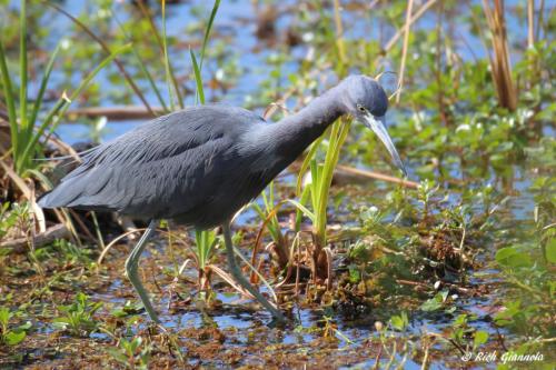 Little Blue Heron