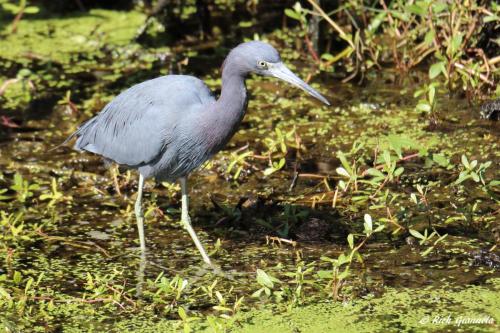 Little Blue Heron