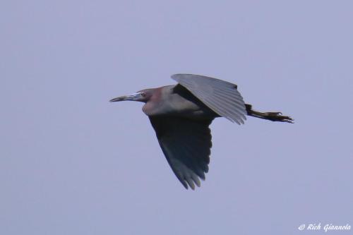 Little Blue Heron