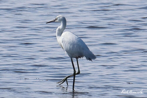 Little Blue Heron