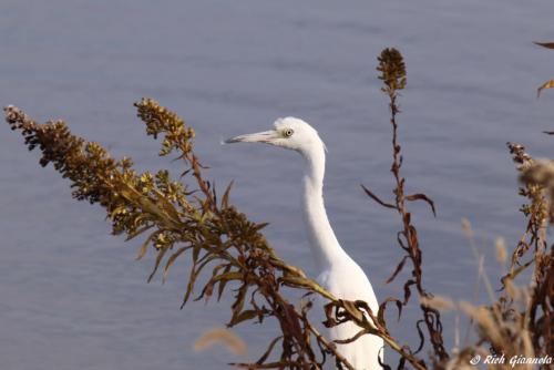 Little Blue Heron